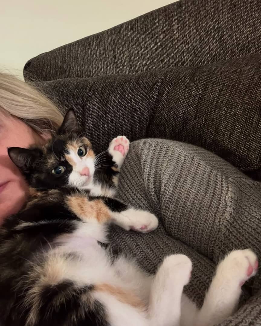 Cat 2