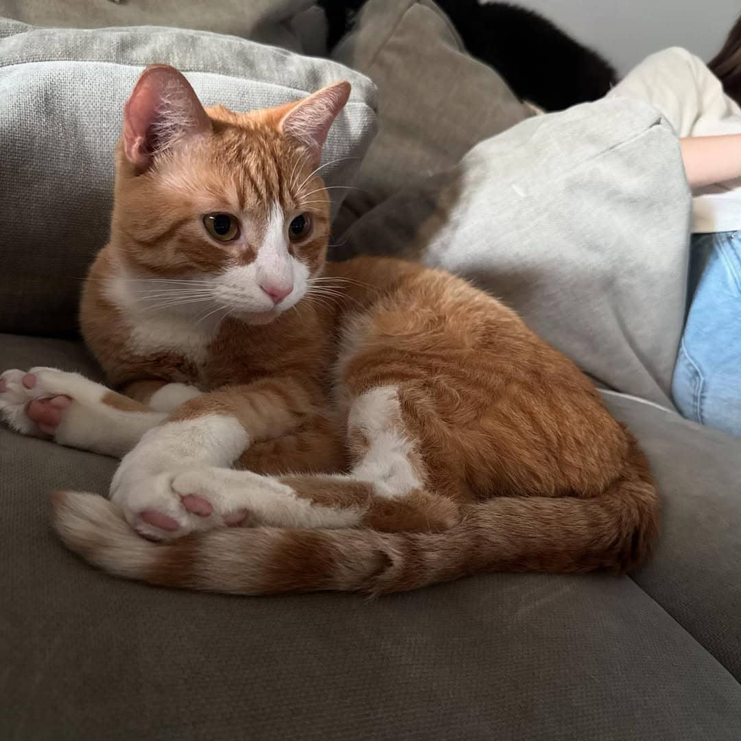 Cat 4