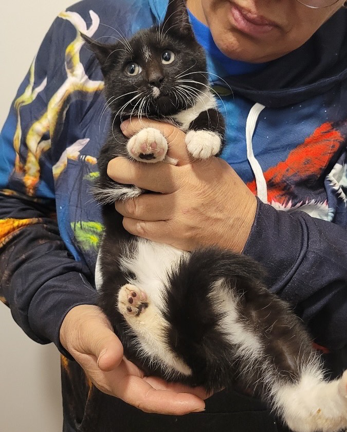 Cat 3