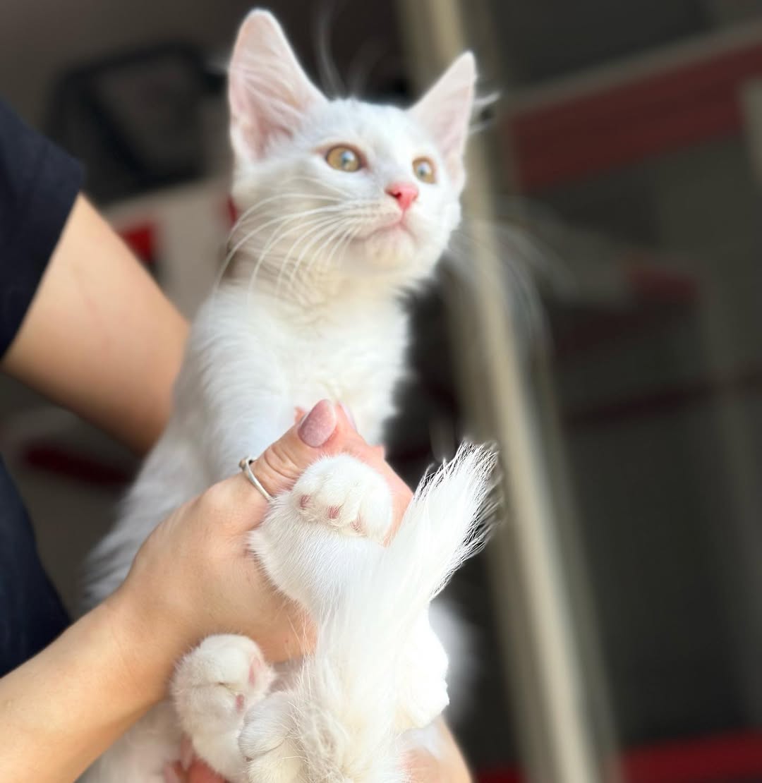 Cat 1