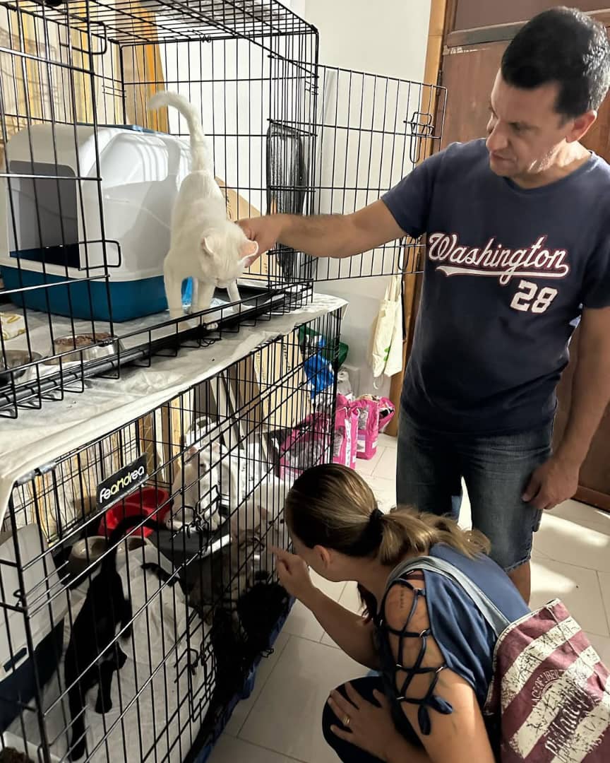 Cat shelter
